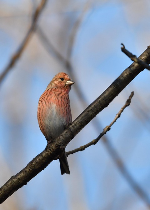 オオマシコ♀5592