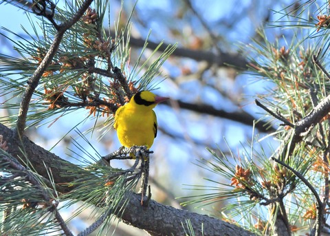 コウライウグイス2835