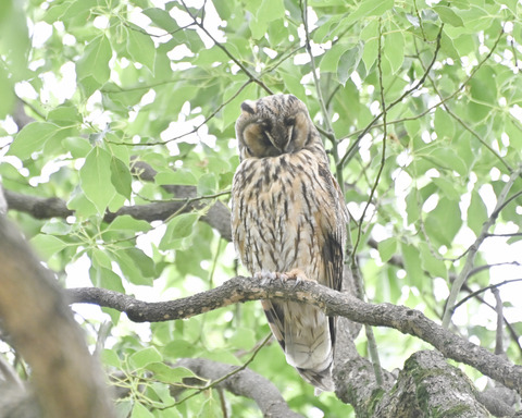 トラフズクの♀親4836