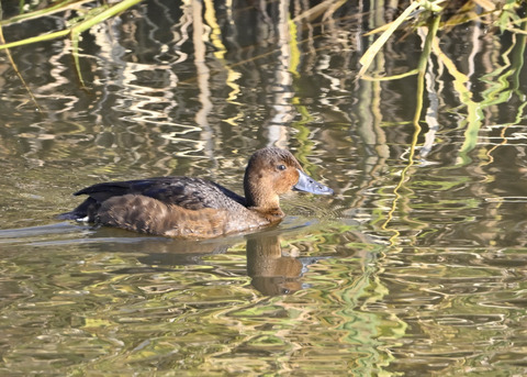 メジロガモ♀3206