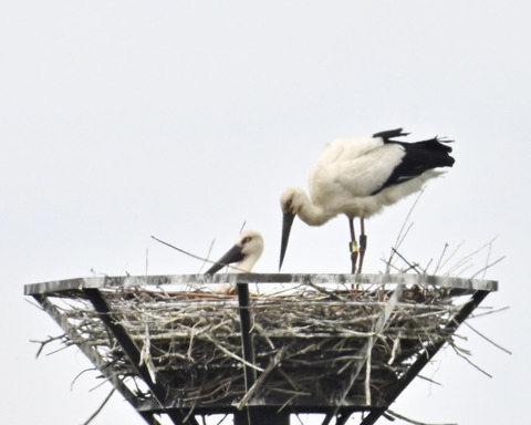 コウノトリのペアー9925
