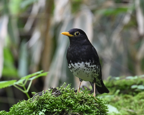 クロツグミ♂5771