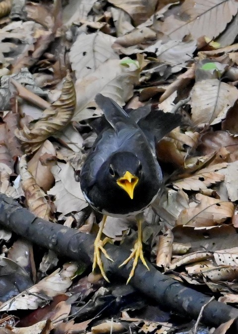 クロツグミ♂5448