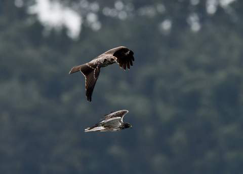 ズグロチュウヒ3165