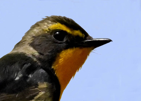 キビタキ♂第一回夏羽3001