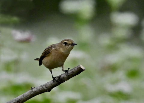 ノビタキ♀6568