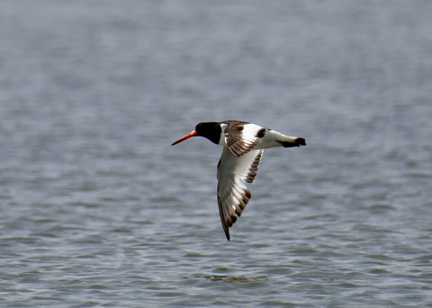 飛ぶ・ミヤコドリ9073