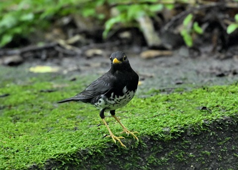 クロツグミ♂9133