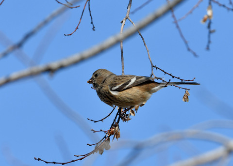 ベニマシコ♀3440