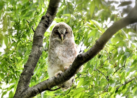 フクロウのヒナ①3861