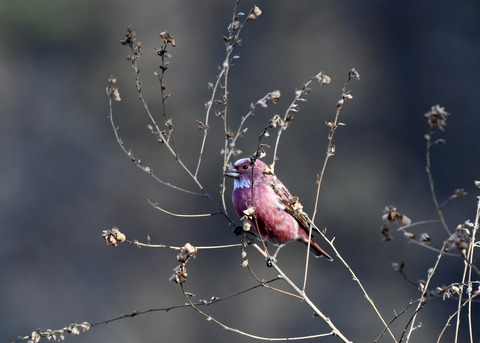 オオマシコ♂8751