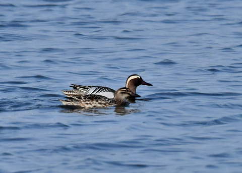 シマアジ♂♀5803