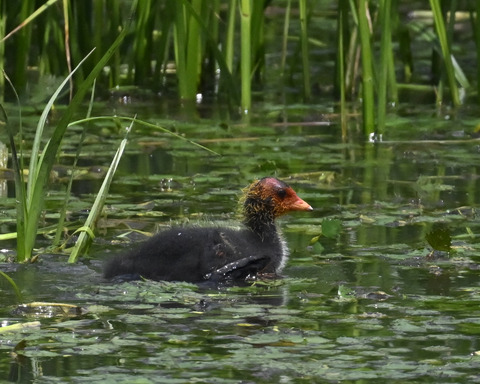 オオバンのひな6085