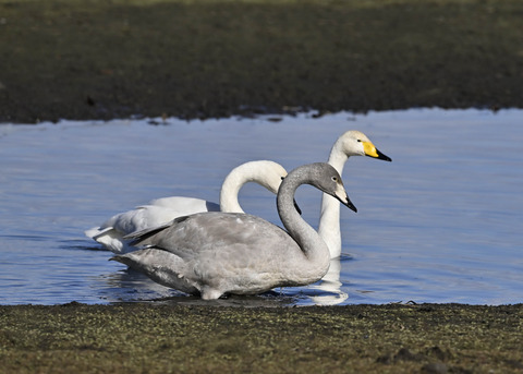 オオハクチョウ親子0756