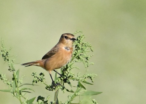 ノビタキ♀5040