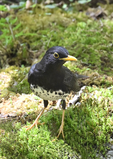 クロツグミ♂3636