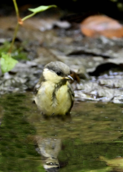 シジュウカラ幼鳥2113