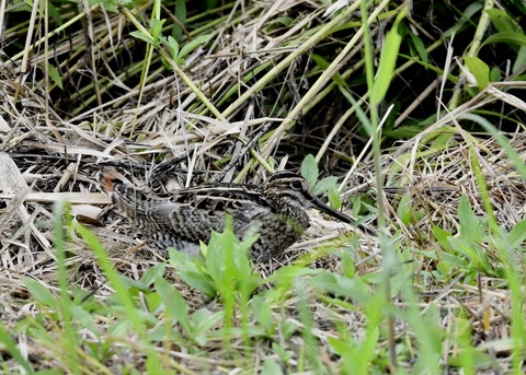 チュウジシギ3374