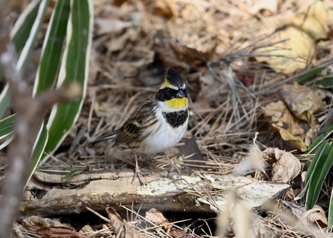 ヤマホオジロ♂4876