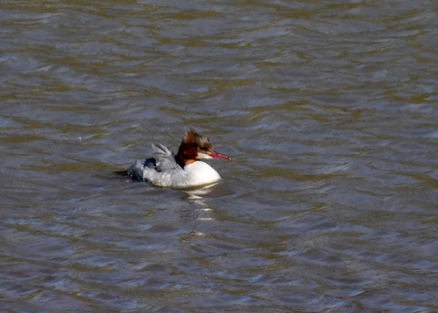 カワアイサ♀2438