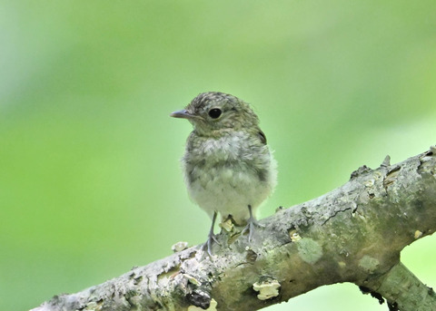 キビタキ幼鳥8693