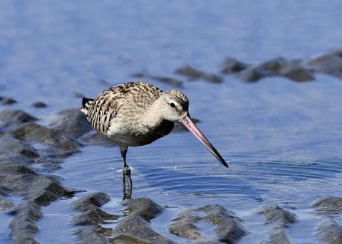 オオソリハシシギ9236