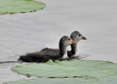 オオバンのヒナ4839