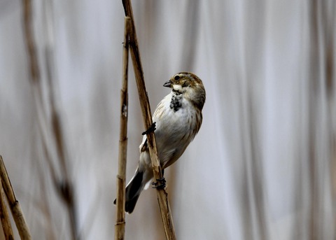オオジュリン♂0593