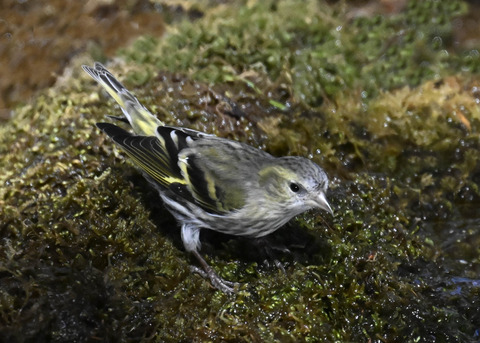 マヒワ♀7891