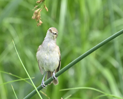 オオヨシキリ6424