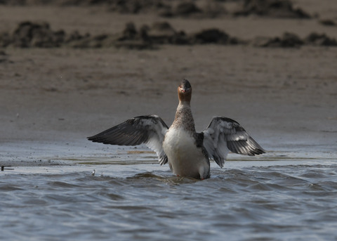 ウミアイサ♀2849