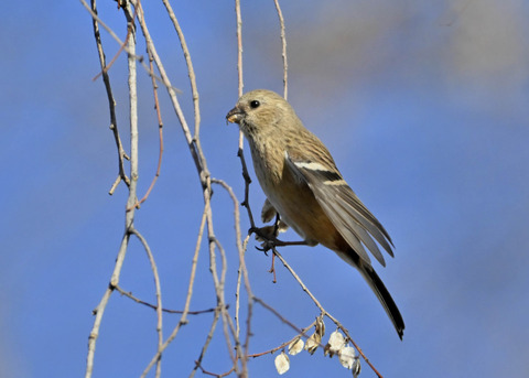 ベニマシコ♀5470