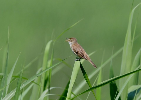 オオヨシキリ5940