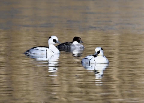ミコアイサ♂♀0093