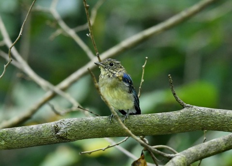 オオルリ♂若鳥0473