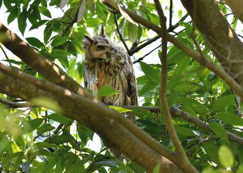 トラフズク♂2276