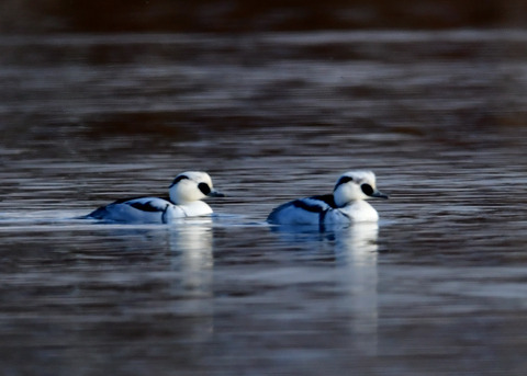 ミコアイサ♂8729