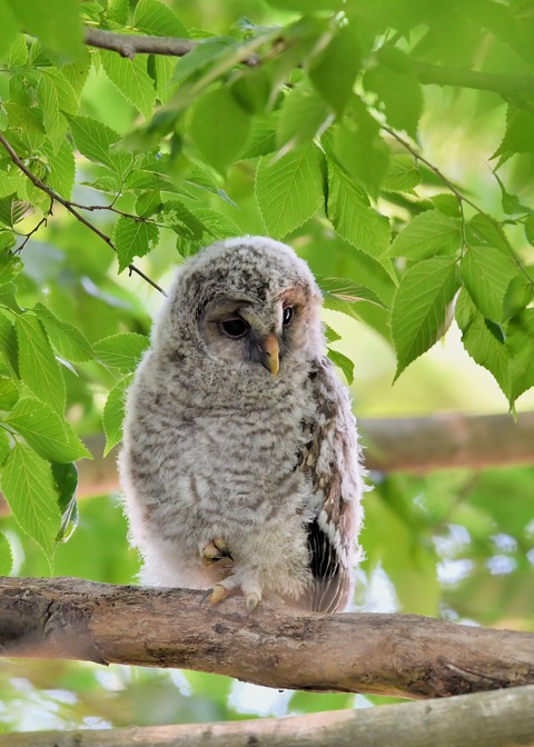 フクロウのヒナ6811