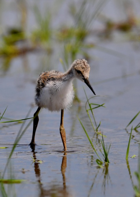 セイタカシギのヒナ5338