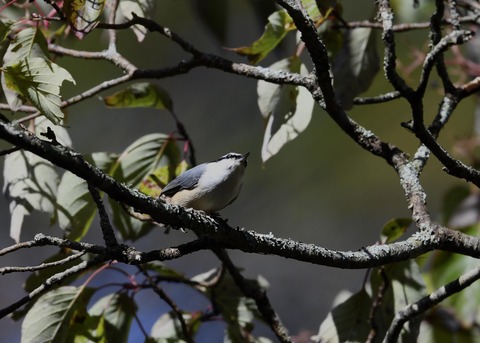 ゴジュウカラ3000