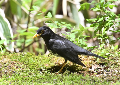 クロツグミ♂3061