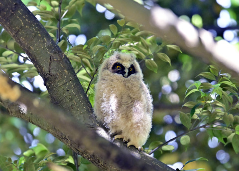 トラフズクのヒナ7293