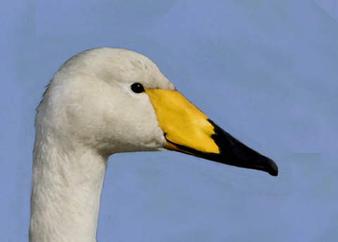 オオハクチョウ0000