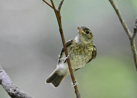 キビタキ幼鳥2655