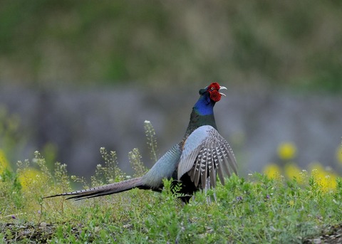羽広る・キジ♂0223◎