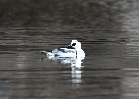ミコアイサ♂8422