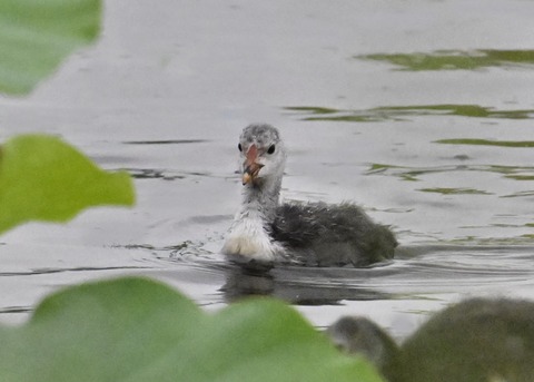 オオバンのヒナ4819