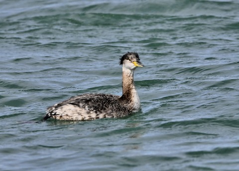 アカエリカイツブリ0585