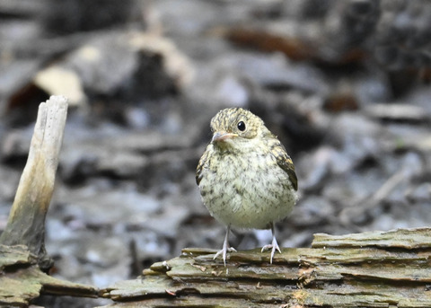 キビタキ幼鳥2771