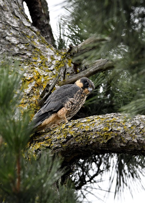 ハヤブサのヒナ①3546